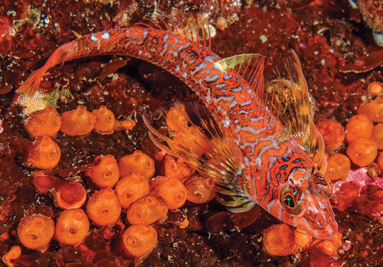 Fish and invertebrate life is both photogenic and prolific at Turn Island near the town of Friday Harbor. Here a finger-length longfin sculpin poses atop orange social tunicates.