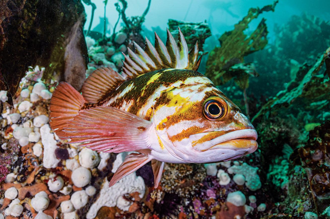 A curious copper rockfish at Kellett Bluff.
