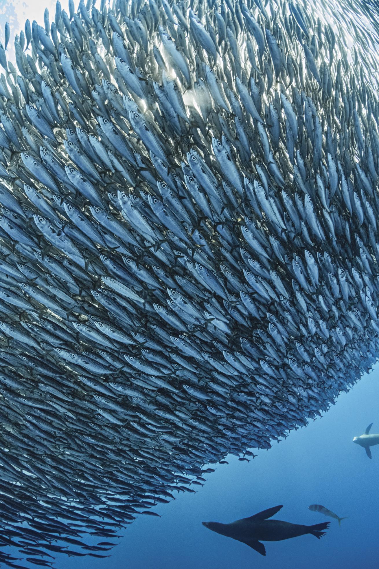 a sea lion in silhouette glides in to
attack a mackerel baitball thousands strong.