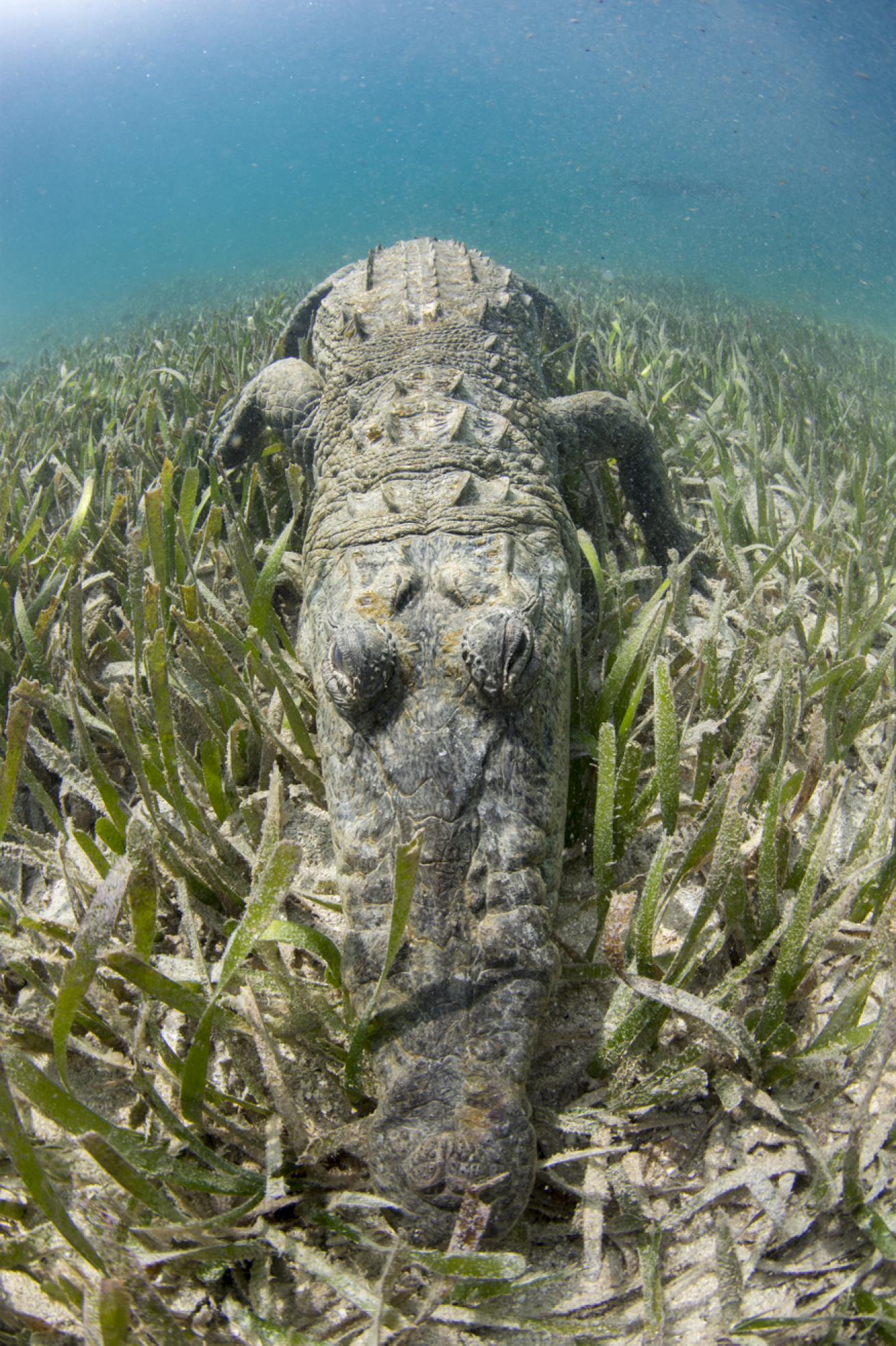 American crocodiles frequent the mangroves in Jardines de la Reina. All Star’s crew can plan a crocodile snorkel for adventure-seeking guests.