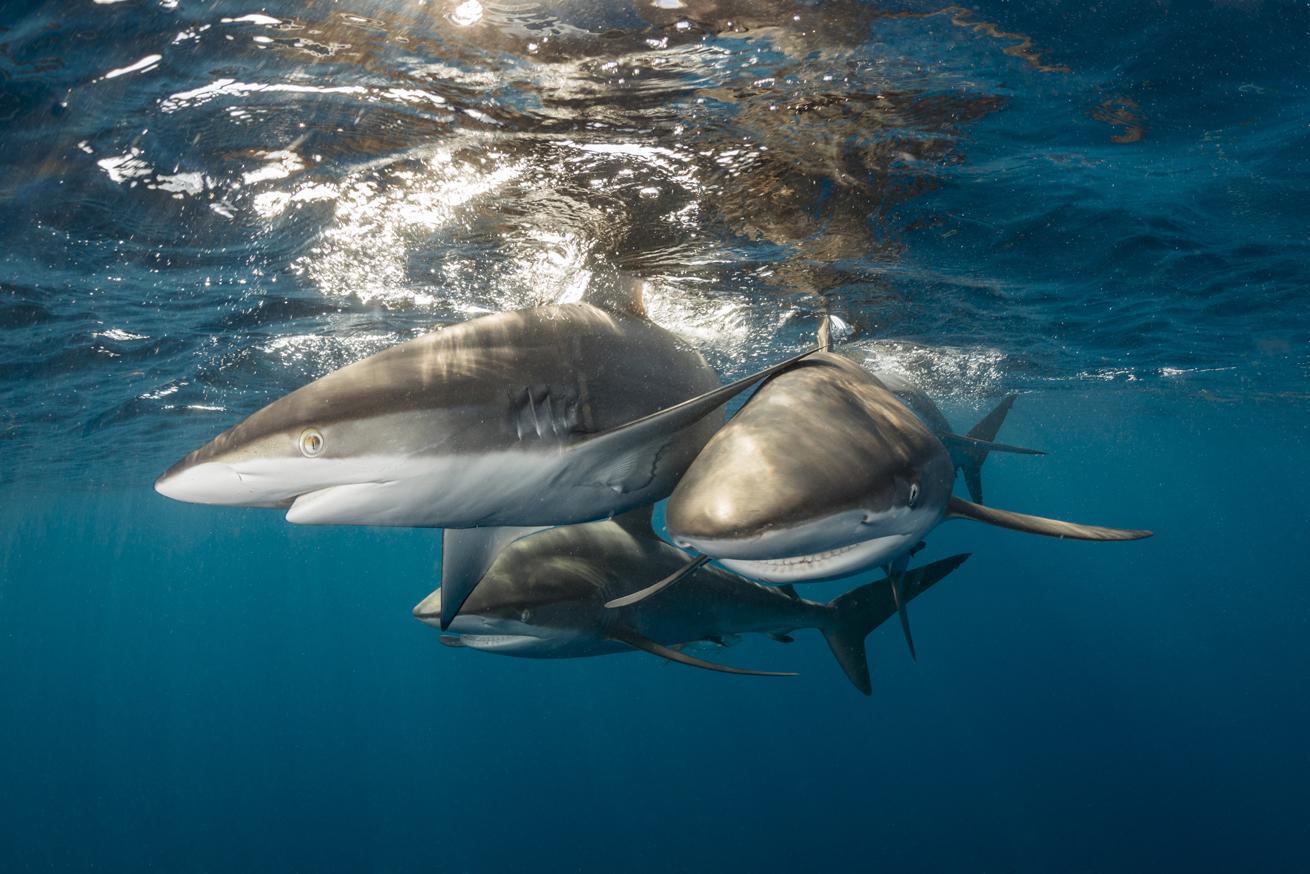Silky sharks, identifiable by their pointed snouts, are common but tend to be a little more elusive than Caribbean reef sharks here.