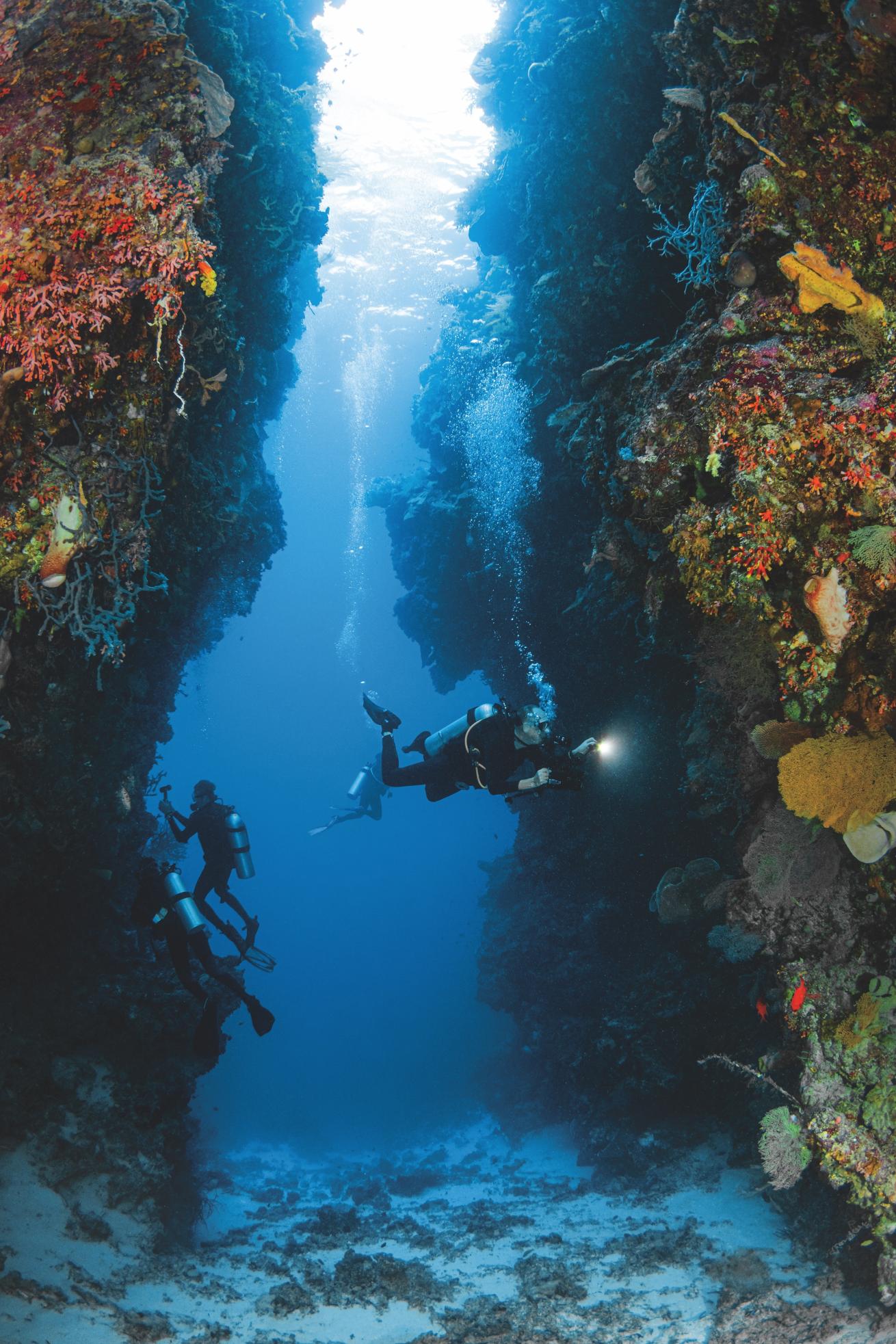 Pelagian is often the only liveaboard cruising the area, leaving divers to explore the thriving reefs with fewer outside distractions.
