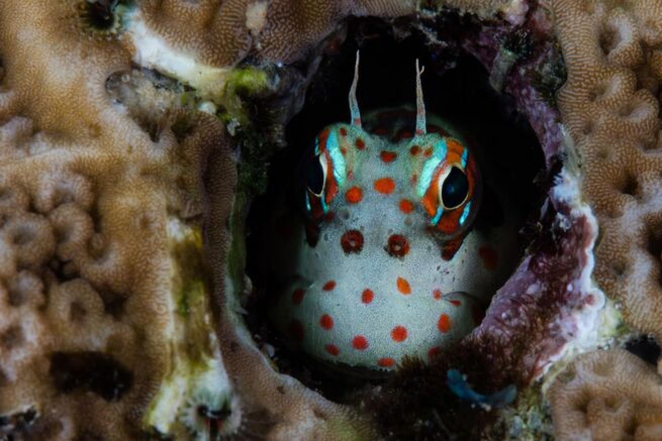 A cute red-spotted blenny looks out from its protective home on a coral reef in Indonesia.