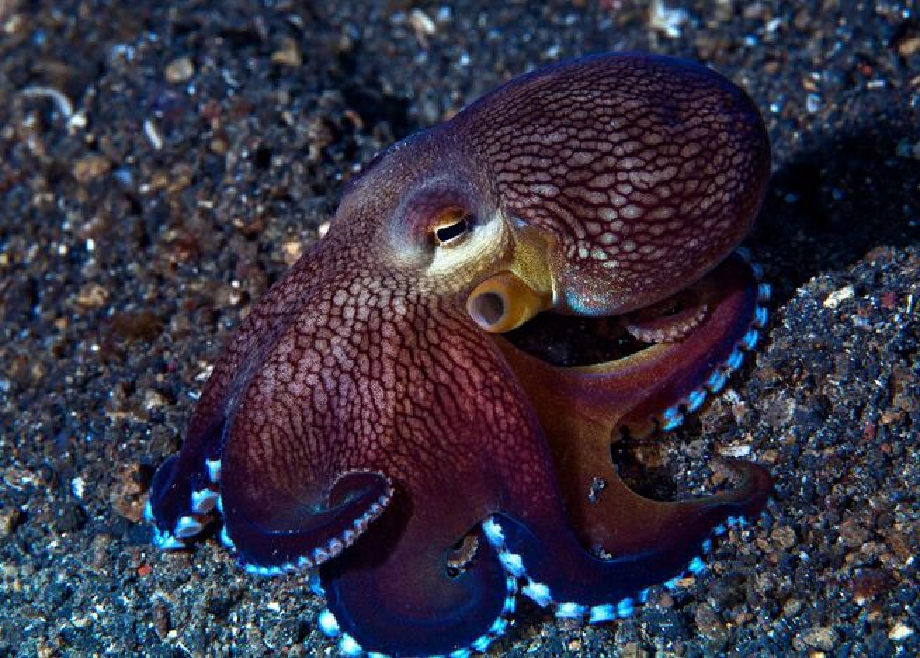 Coconut octopus showing its bioluminescence on sea floor in Lembeh Strait, Indonesia.