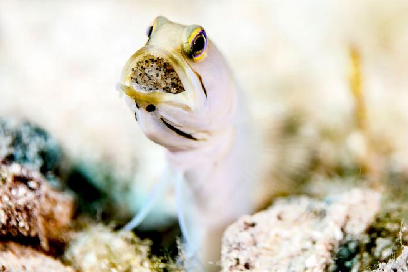 Mouthbrooding male jawfish in the Caribbean. By Lindsey Lu