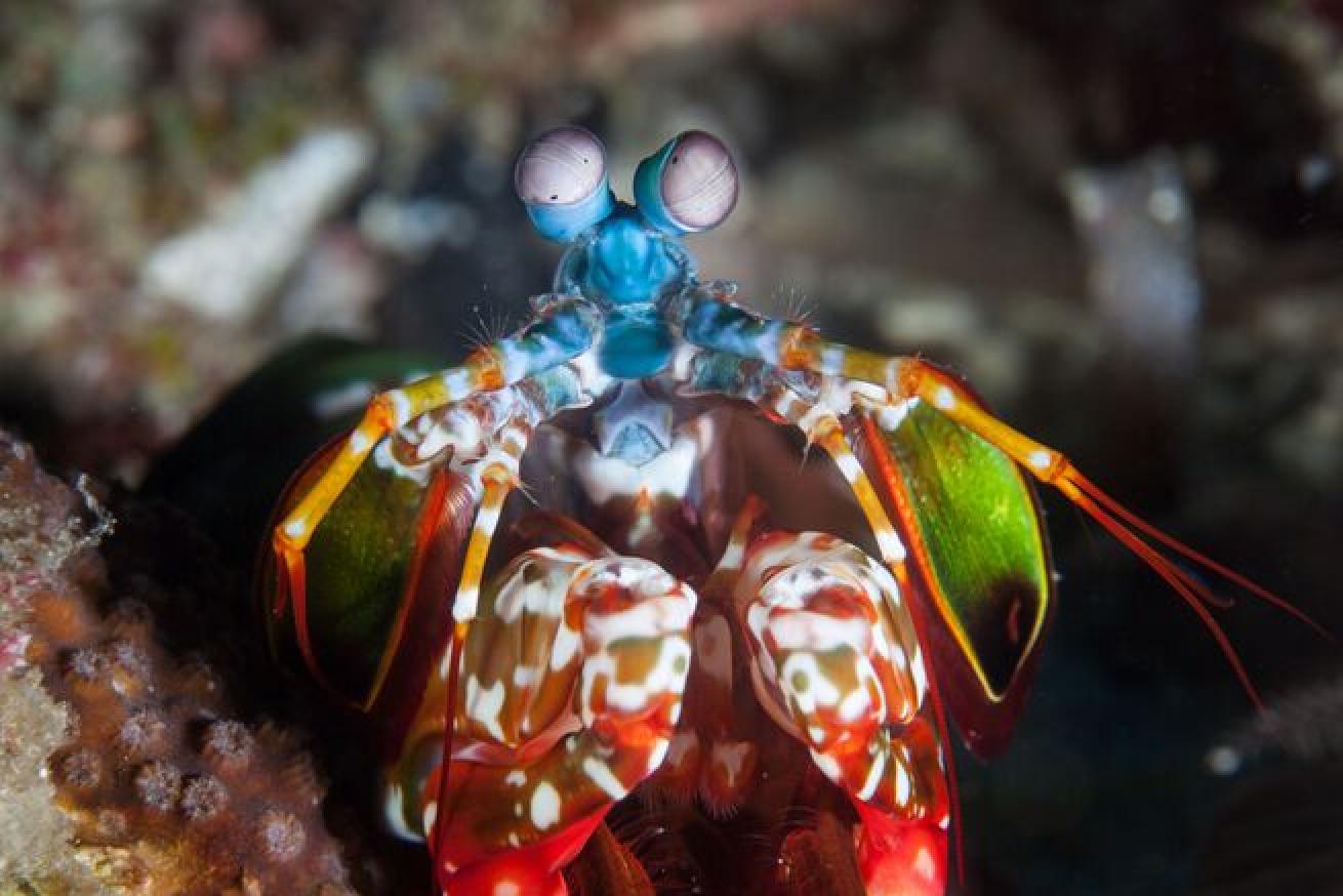 A mantis shrimp lives on a coral reef in the Philippines. This type of crustacean has incredible eyesight and feeds mainly on mollusks which is smashes with its powerful claws.