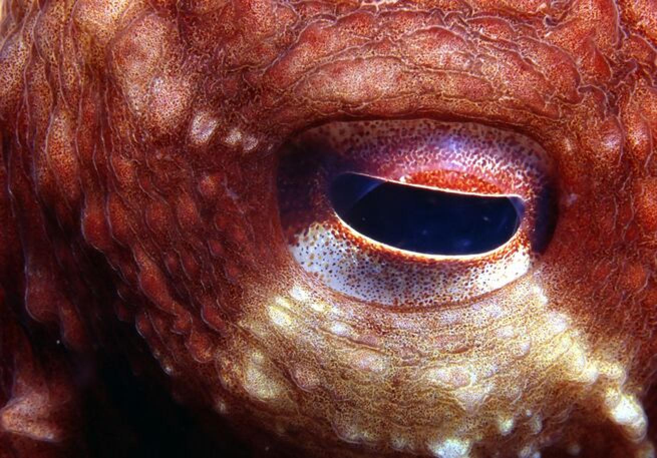 Close-up of an Octopus eyeball.