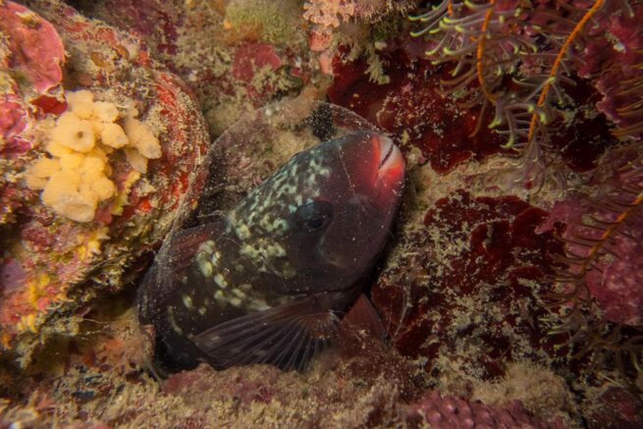 Bullethead parrotfish (Chlorurus sordidus) sleeping inside a mucus cocoon on the Great Barrier Reef.