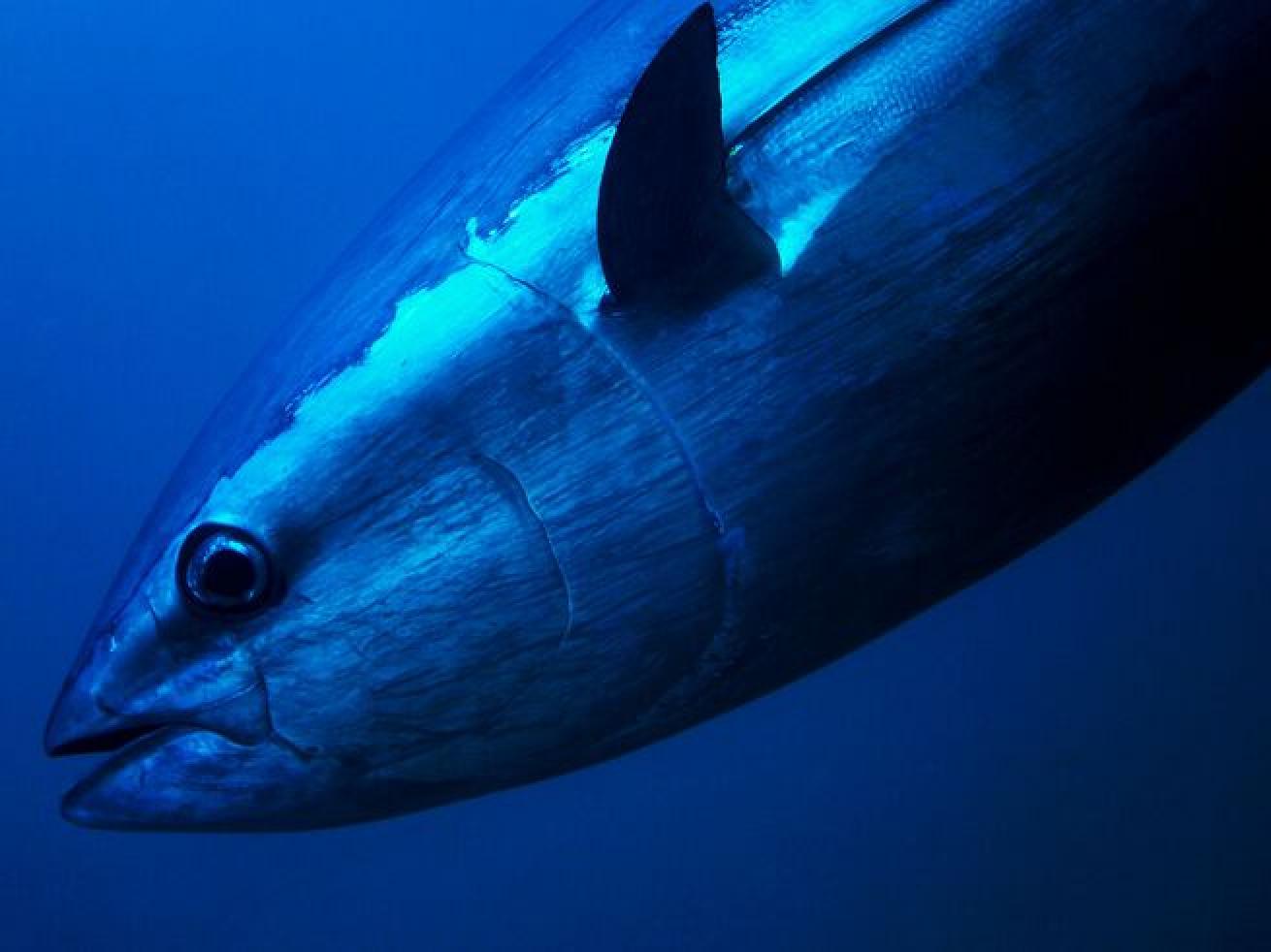 A close up of a bluefin tuna.