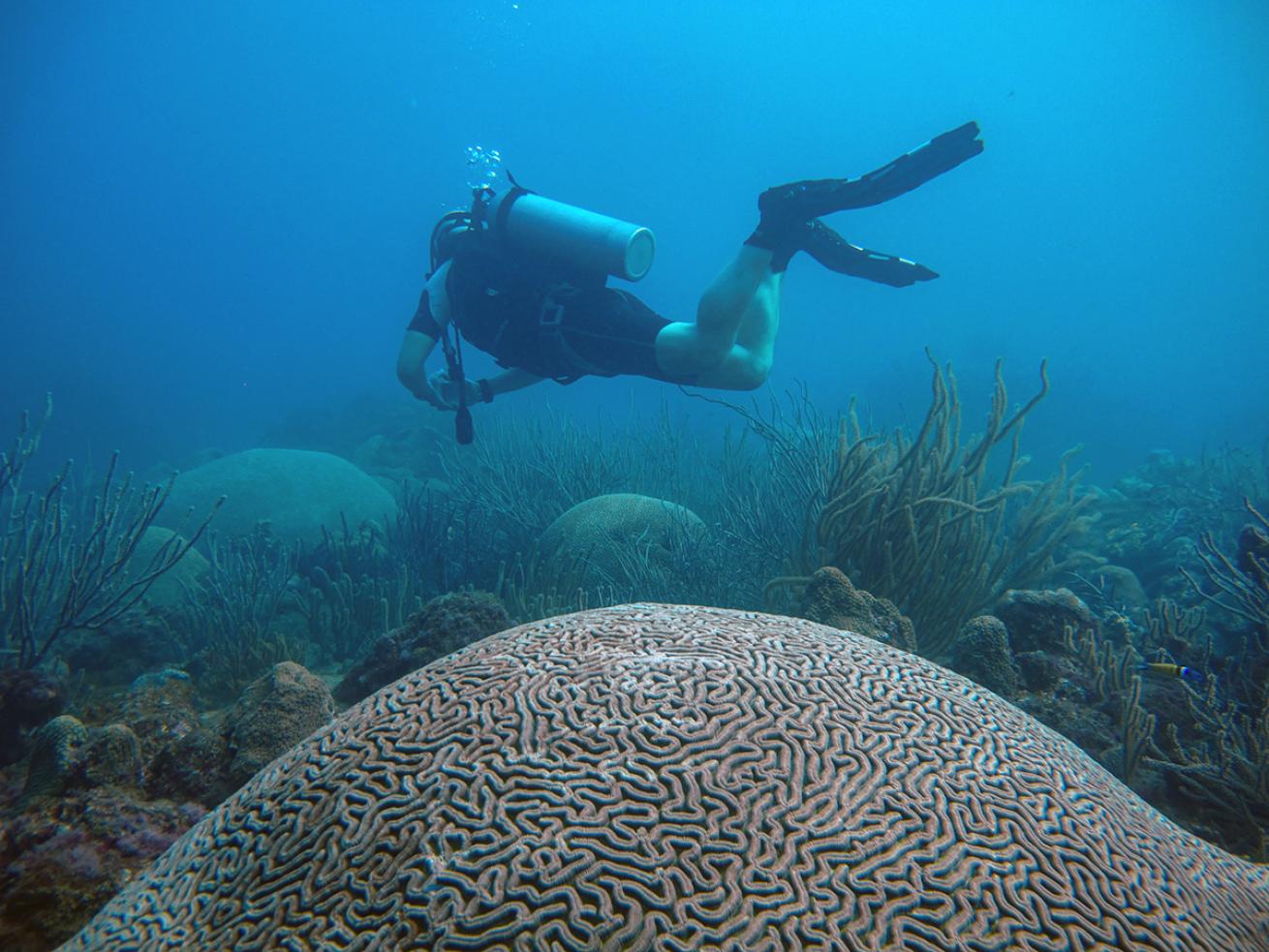a diver swims by a brain coral in colombia