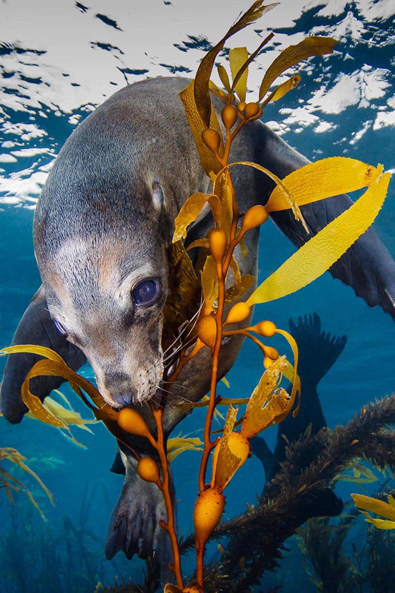California sea lion