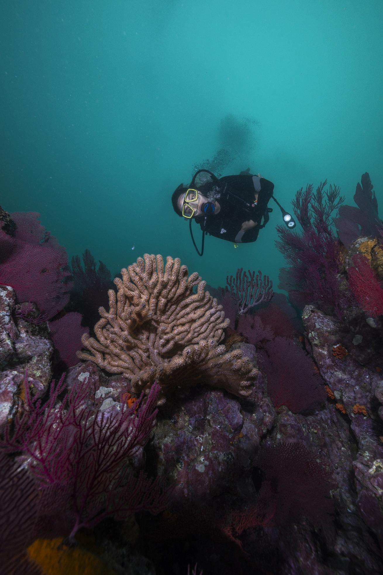 a diver swimming above colorful soft corals of pinks and purples in gorgona colombia