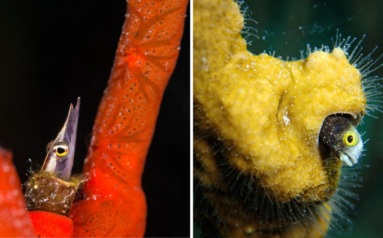 An arrow blenny curiously begins to emerge from inside a vibrant red tube sponge