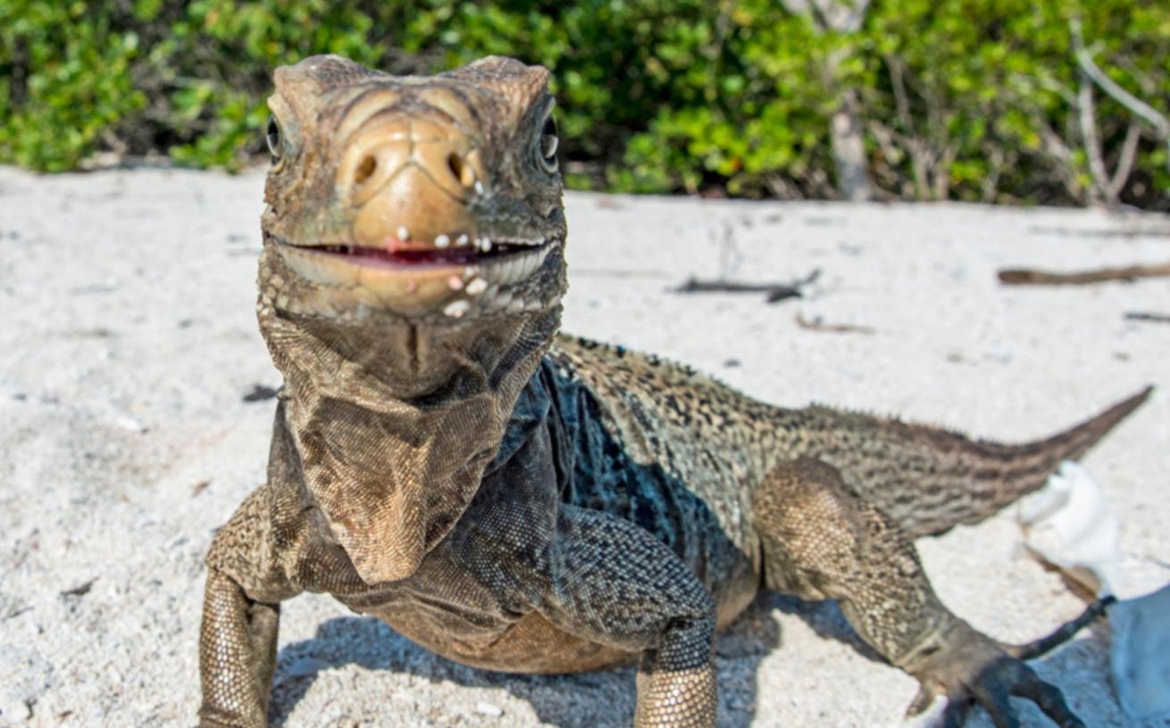 A Cuban rock iguana poses for the camera amid a deserted beach surface interval.