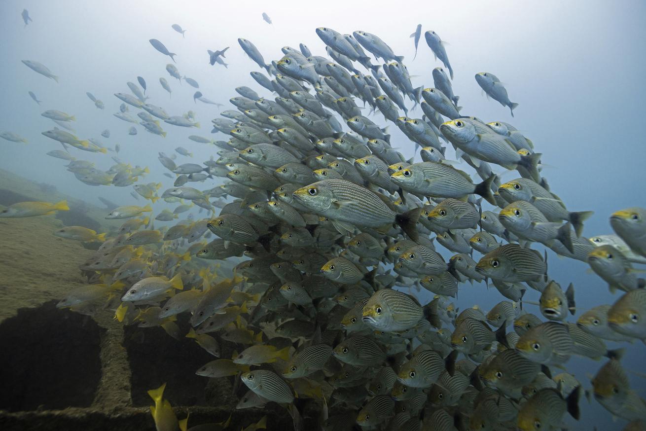 schooling fish above a wreck gorgona island colombia