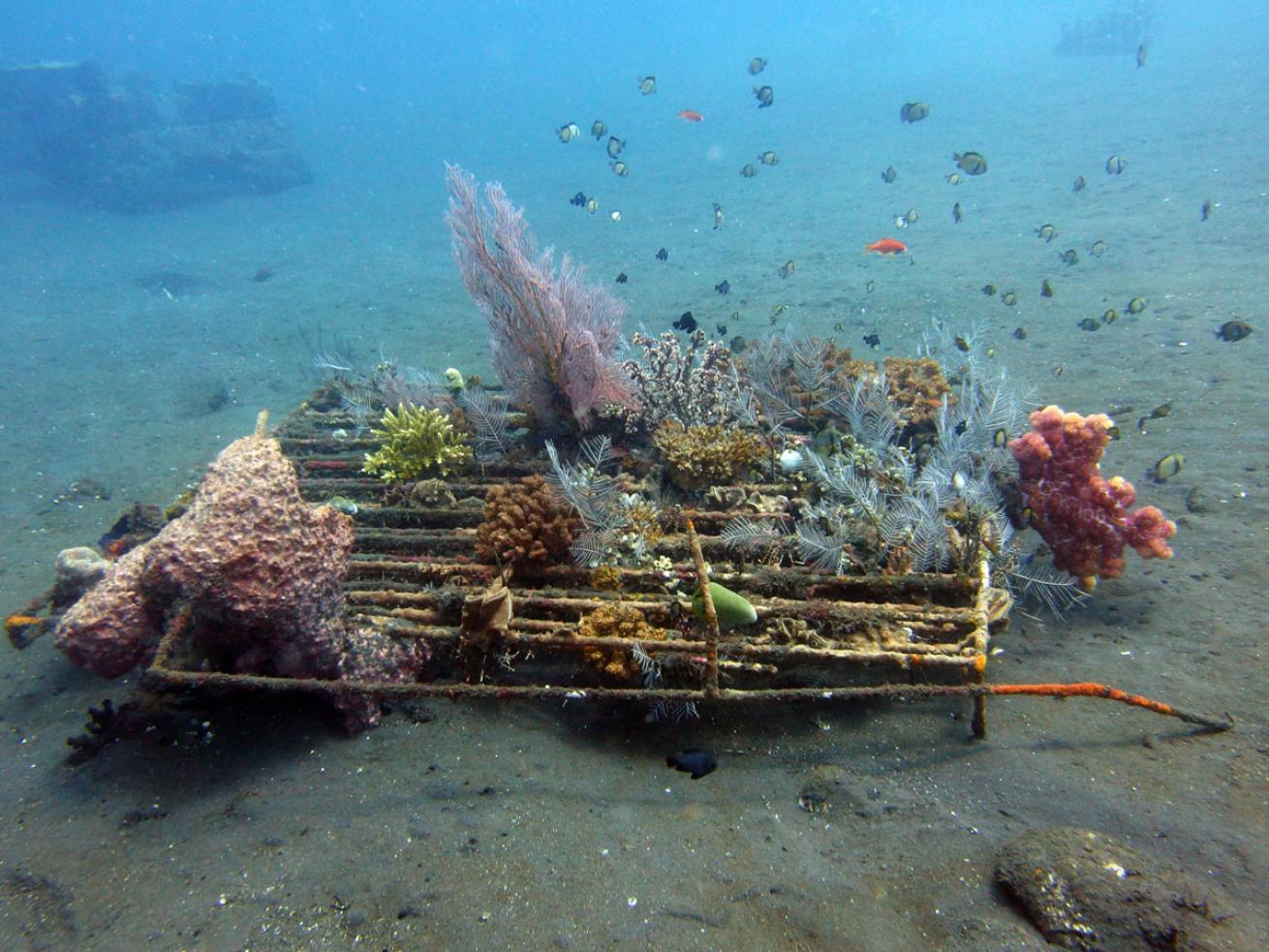 Coral Breeding Structure