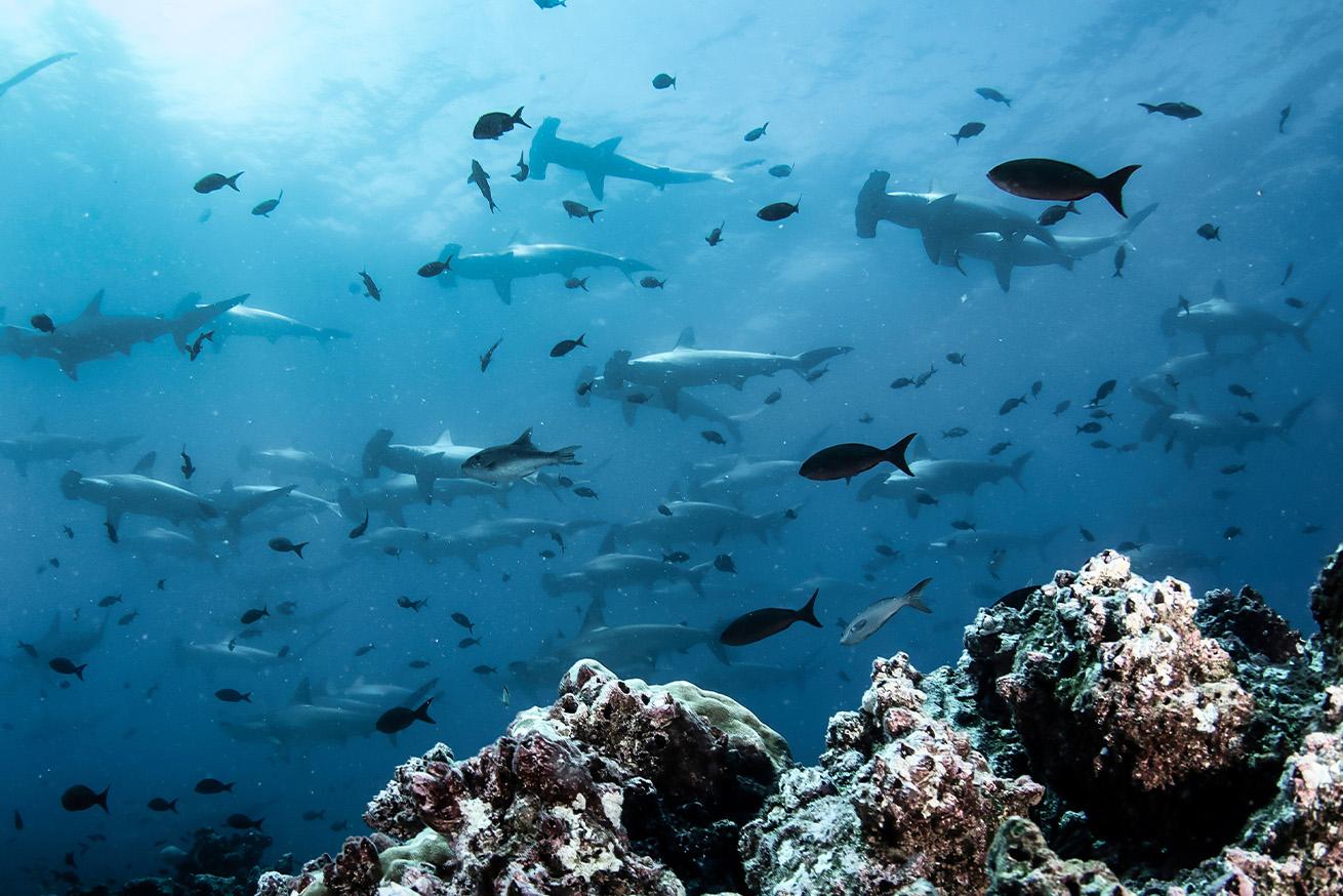 Hammerhead shark (Sphyrnidae) swimming in tropical underwaters