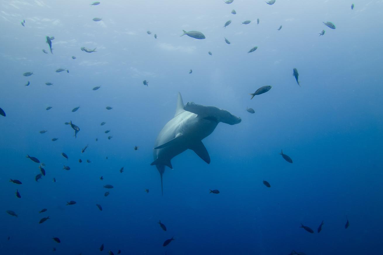 image of hammerhead shark in malpelo