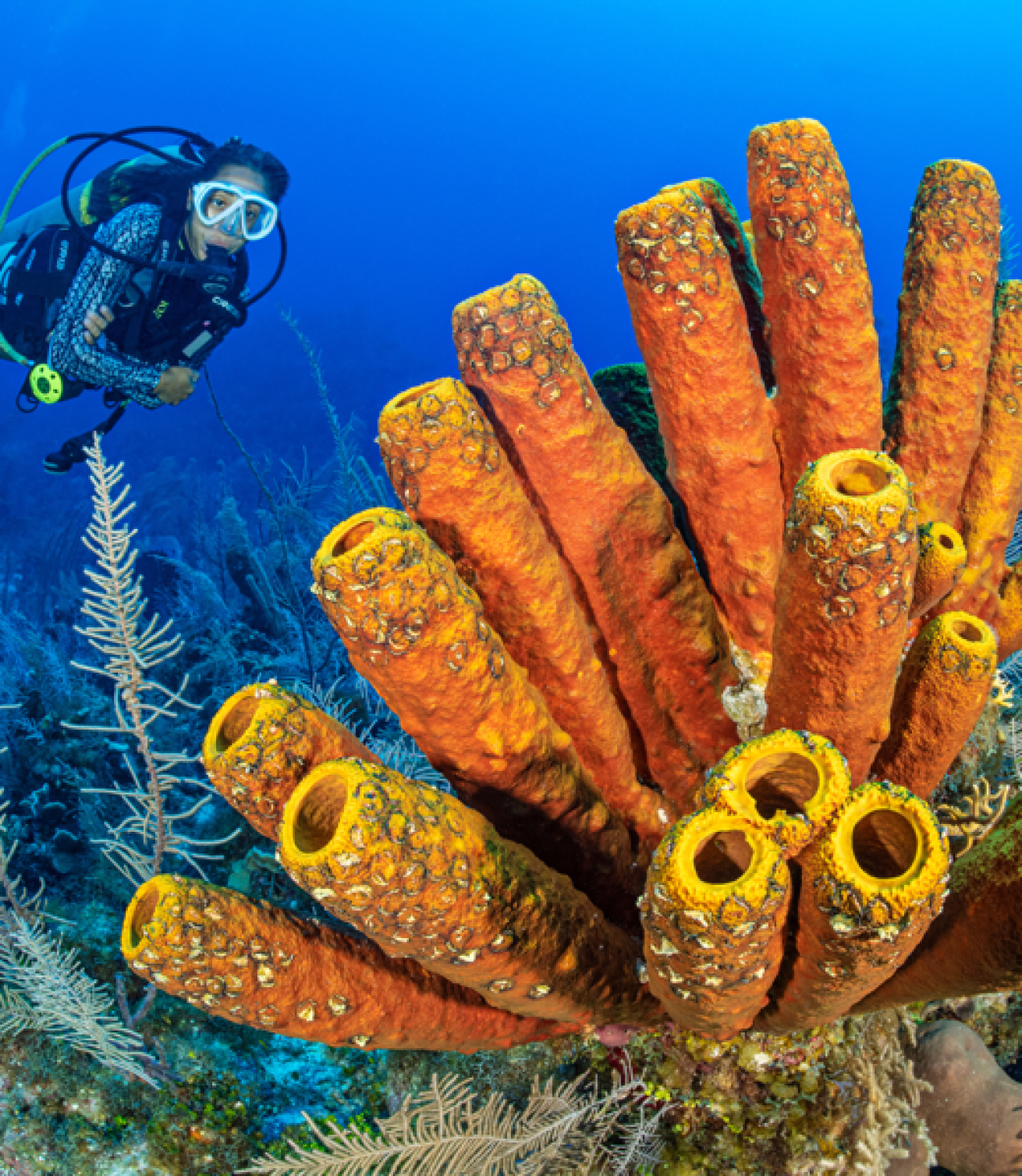 A person in scuba gear swimming near an orange sponge