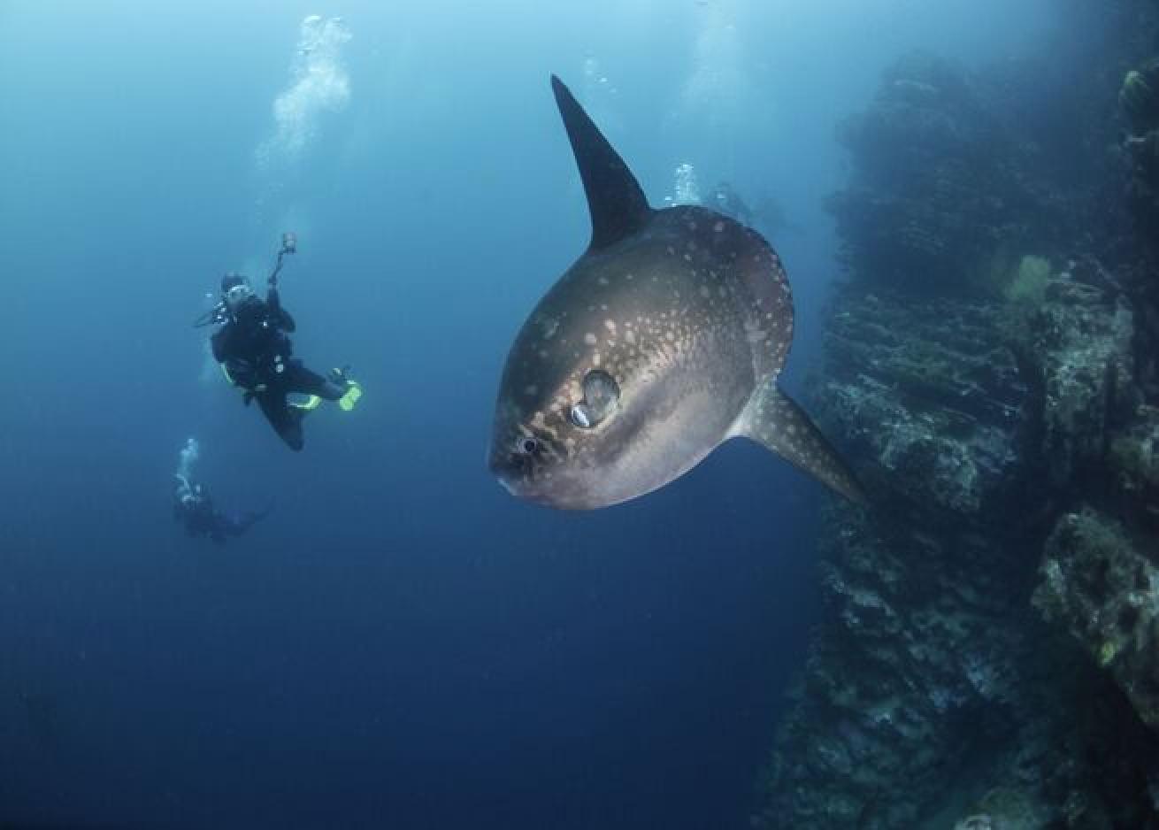 A Mola mola swims over the reef in the Galapagos Islands.