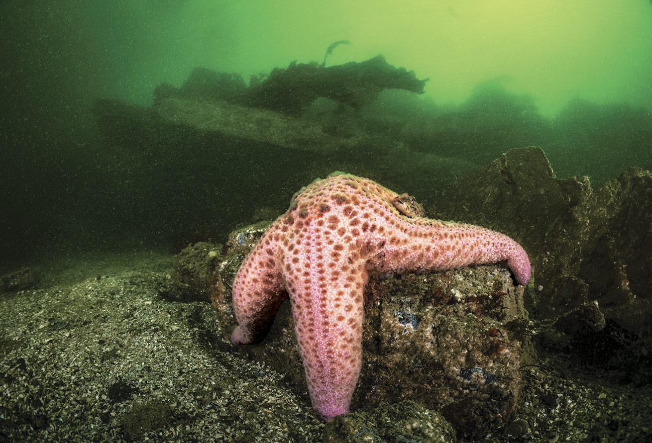 A Pacific sea star calls dibs on a relic from the Panther that now rests on the seafloor.
