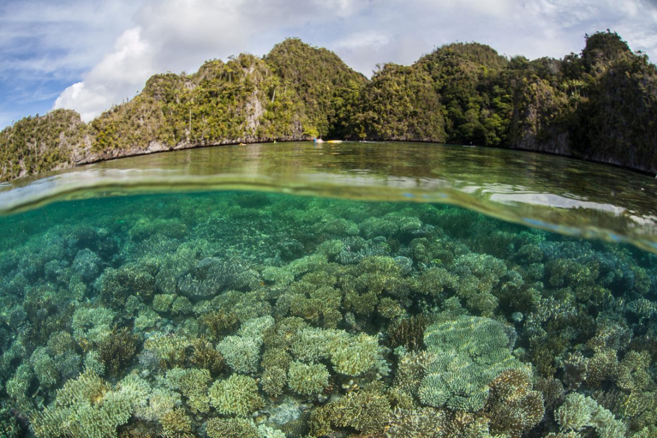 Healthy Corals in Raja Ampat, Indonesia