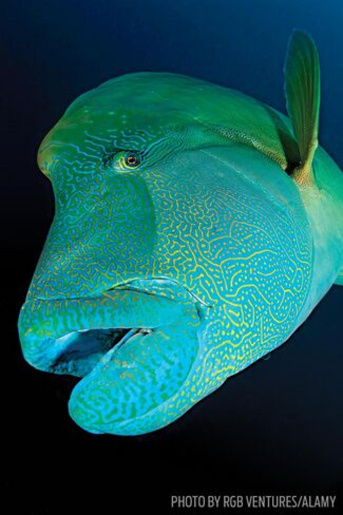 A napoleon, or humphead, wrasse in the Maldives