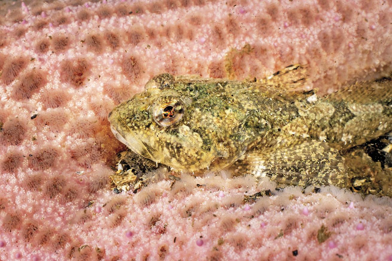 Sculpins are among the many critters that call the Panther home today