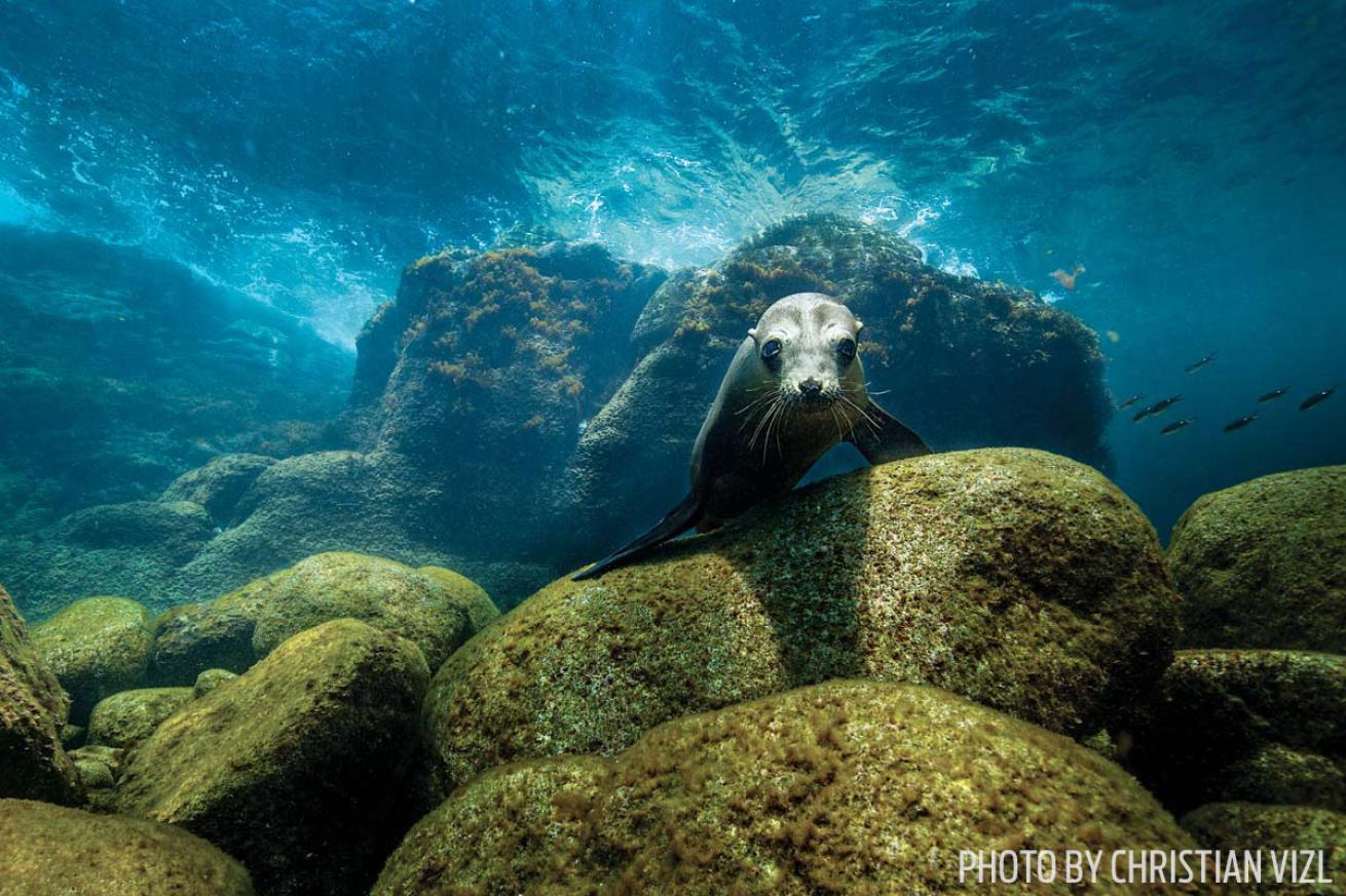 sea lion sea of cortez california