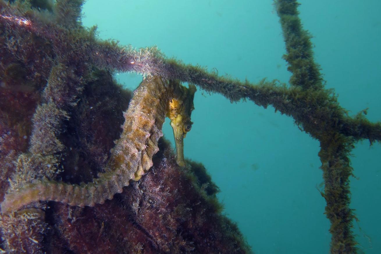 Yellow Seahorse Australia