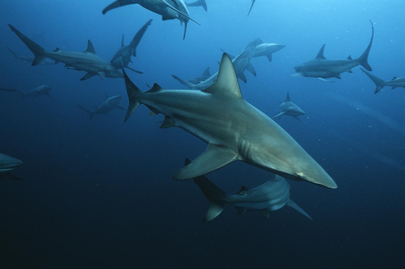 shark school