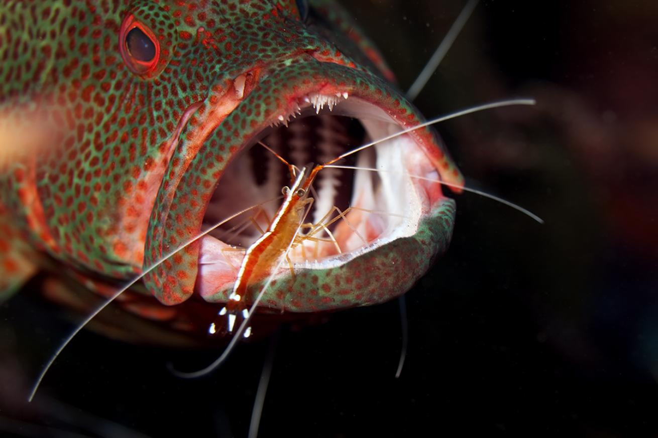 A shrimp cleans the mouth of a grouper.