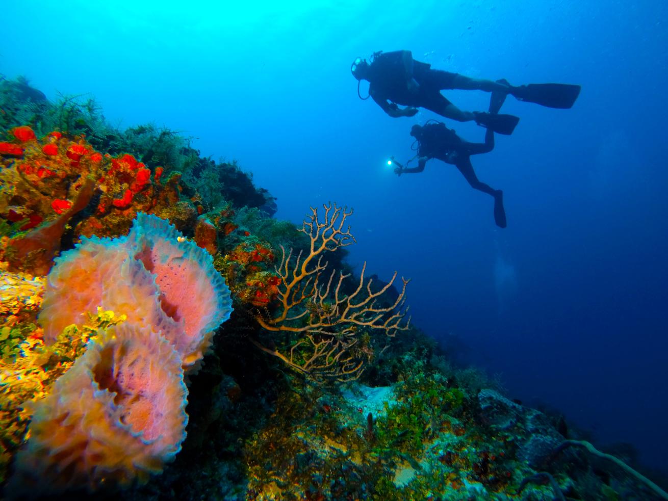 A buddy team in Playa del Carmen, Mexico, is rewarded with a vibrant display of colors below the ocean’s surface.