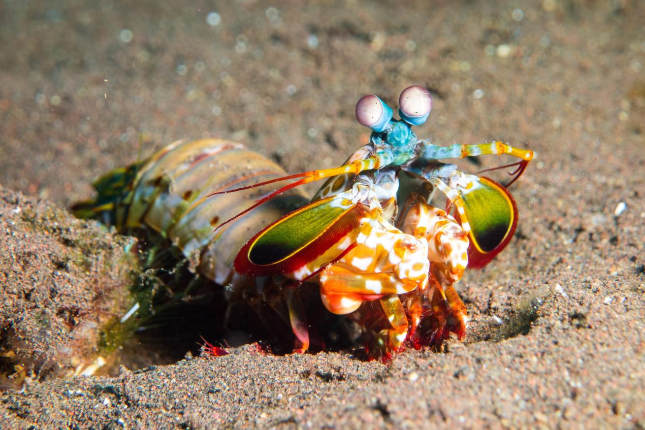 A peacock mantis shrimp brandishes its hammer-like dactyl clubs.