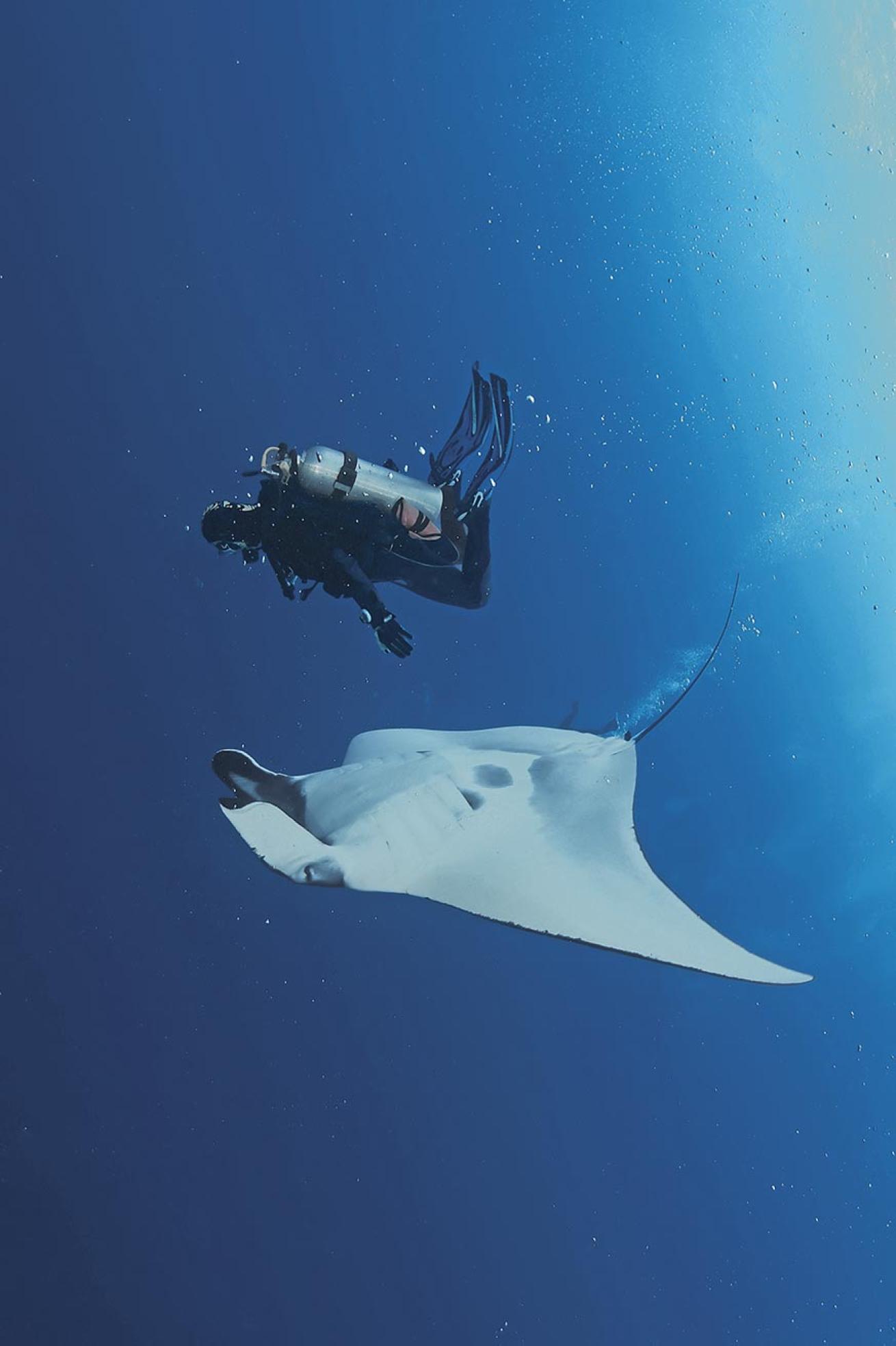manta ray spottings are common in the Galapagos Islands, where the gentle giants are often found riding the currents.