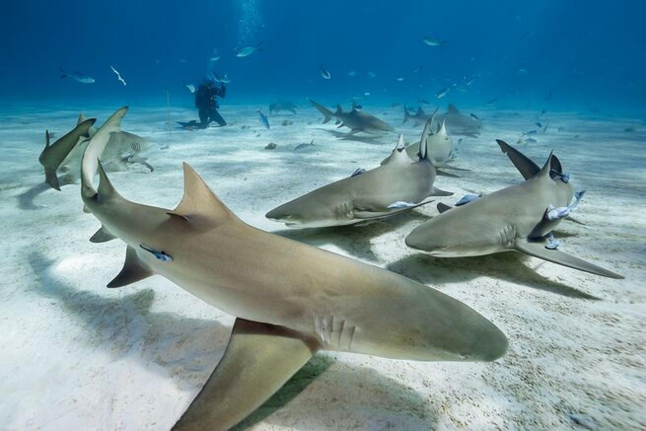 No. 1 Grand Bahama