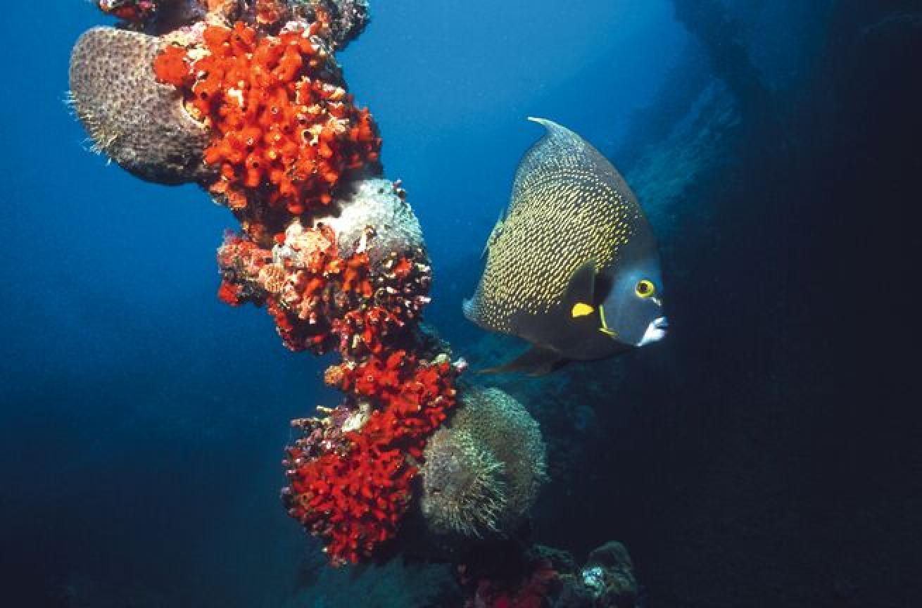 No. 3 Aruba