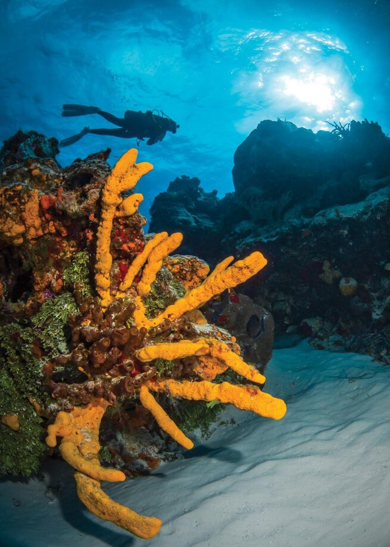 No. 2 Cozumel, Mexico