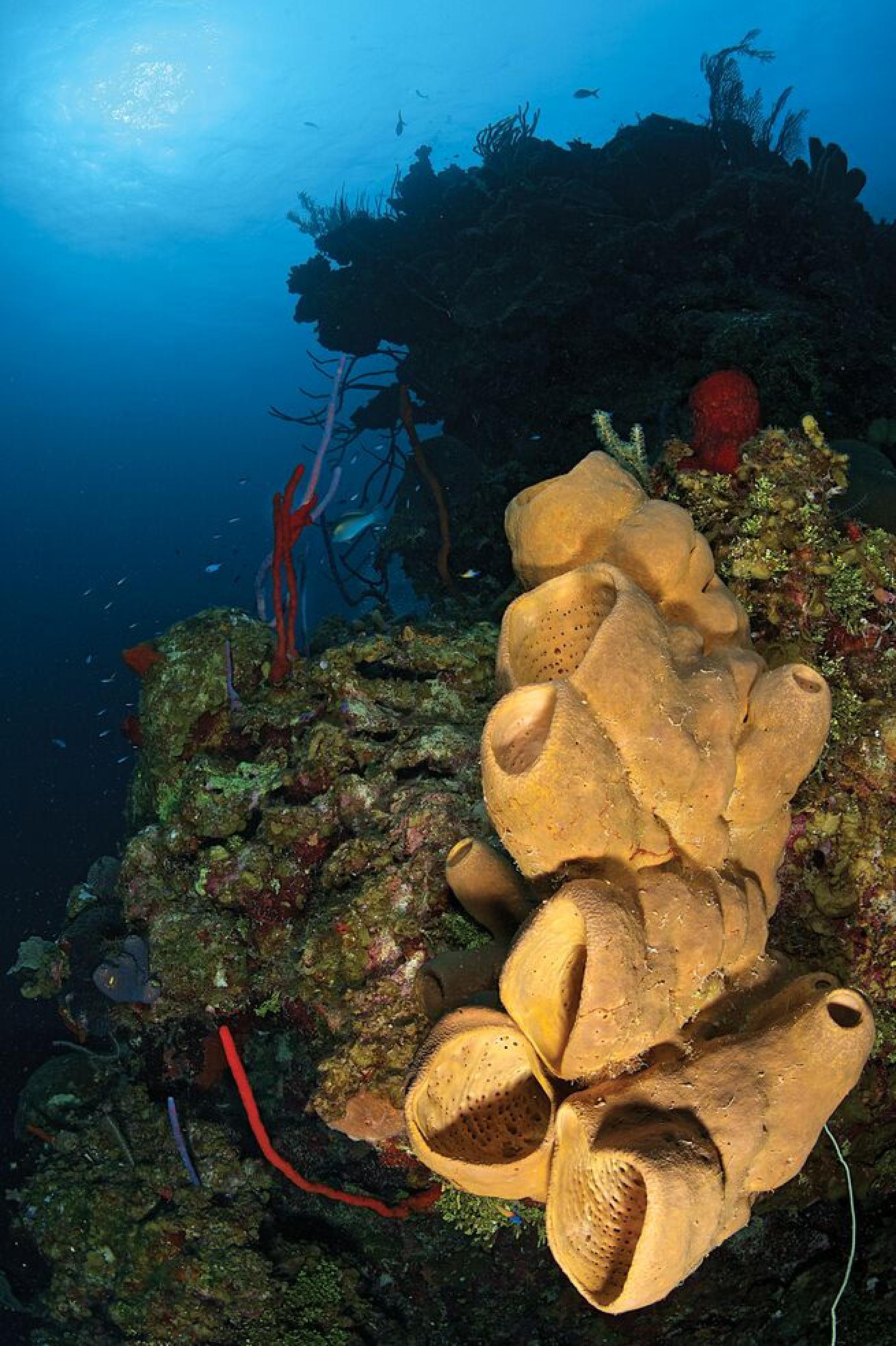 No. 10 Grand Cayman