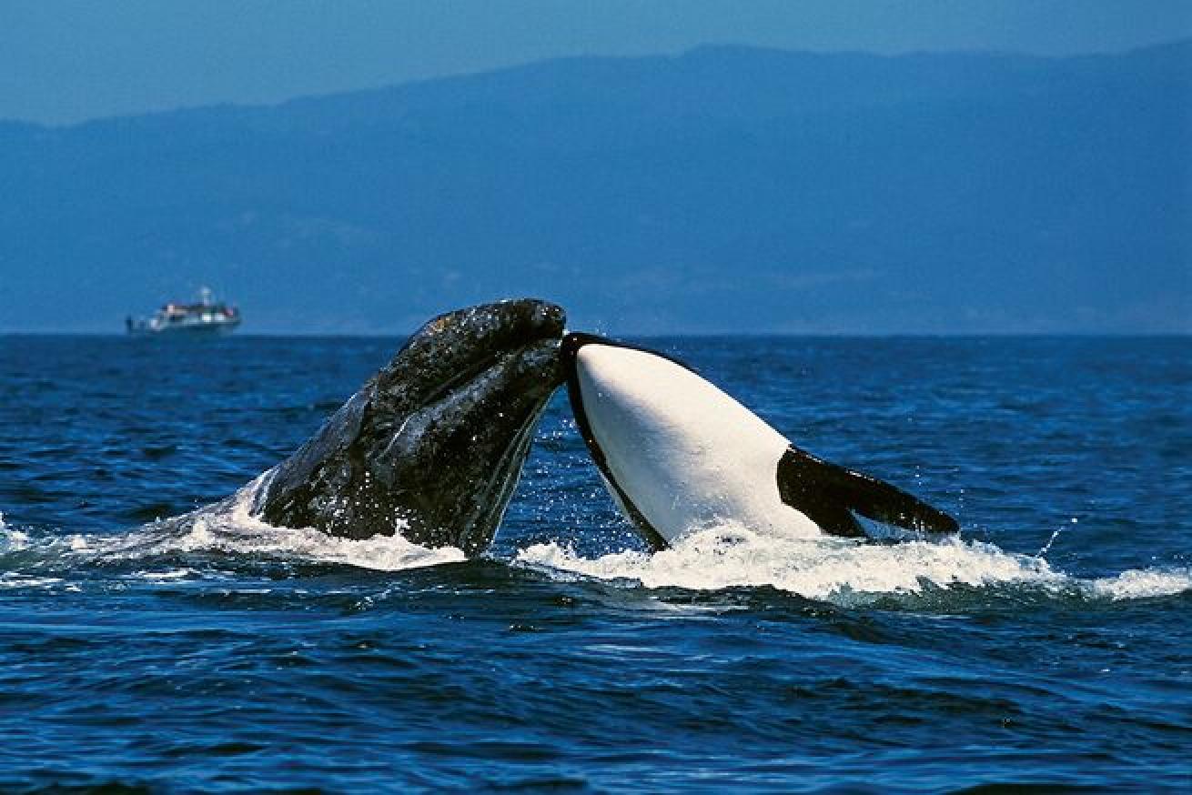 Interesting facts about orcas