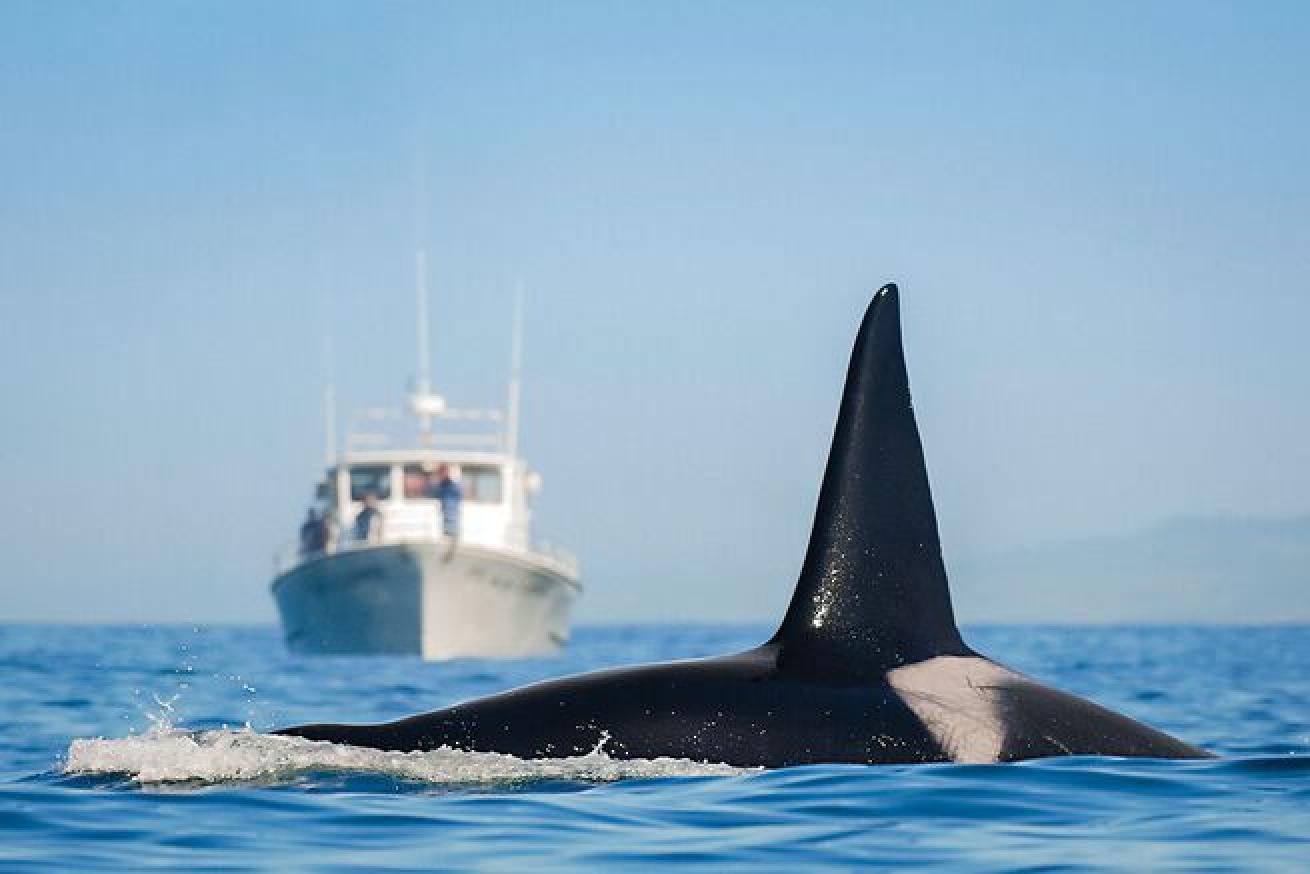 Orca with a large dorsal fin.