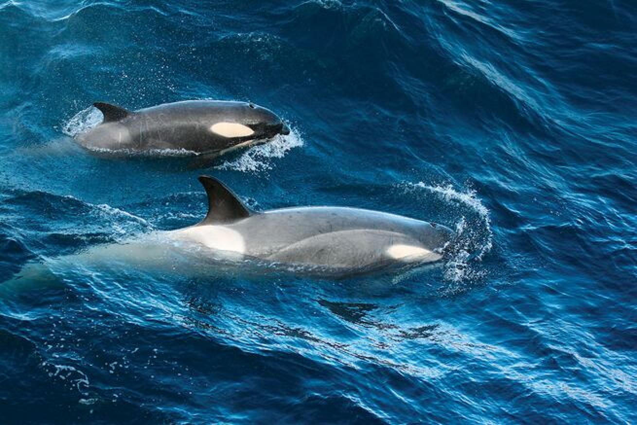 Orcas: A mother and her calf

A mother and calf orca