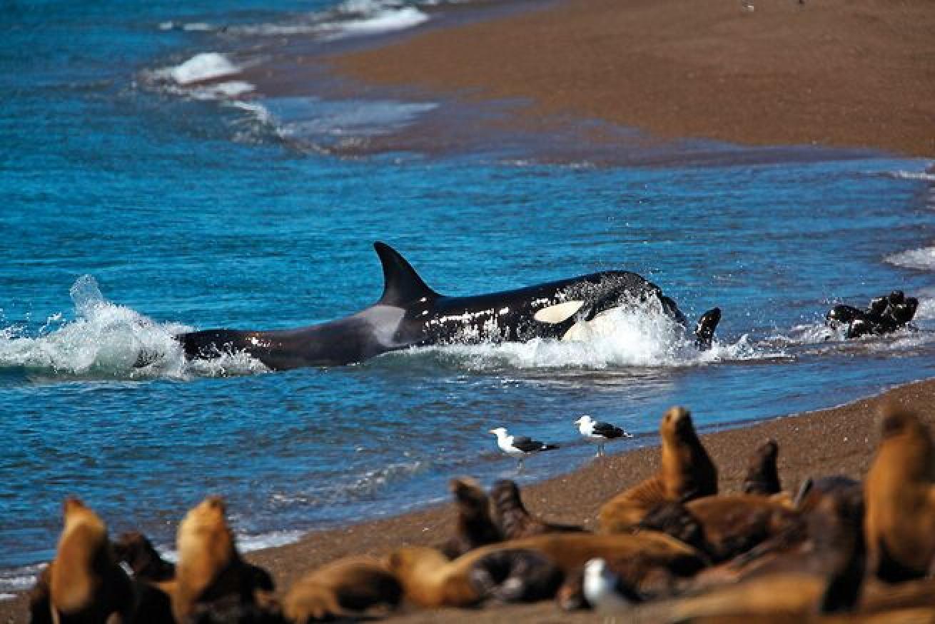 Orca hunting seals on the shore.