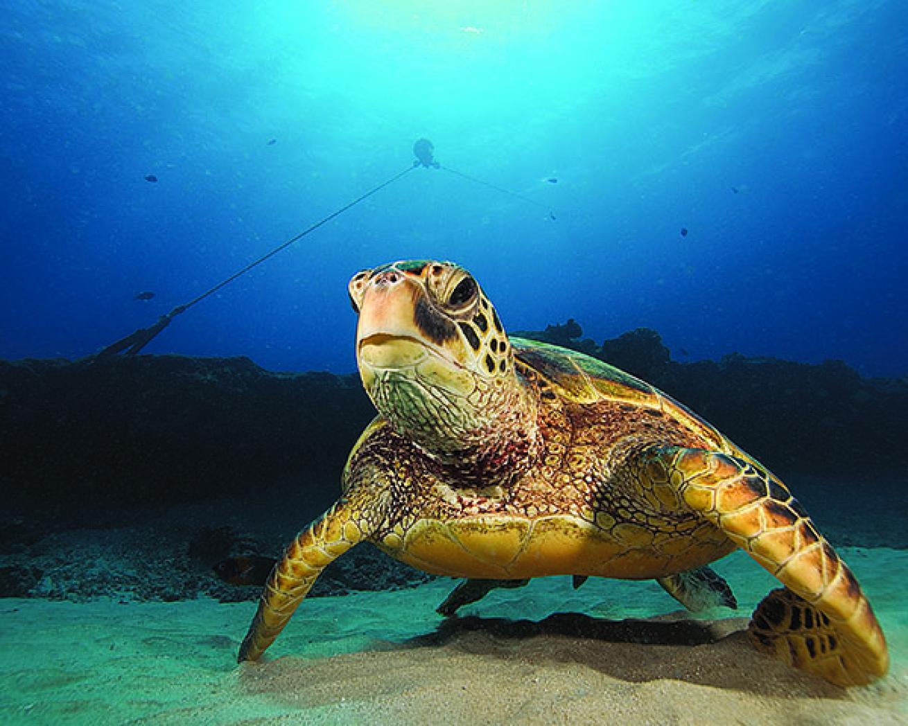 Shrimping kills turtles