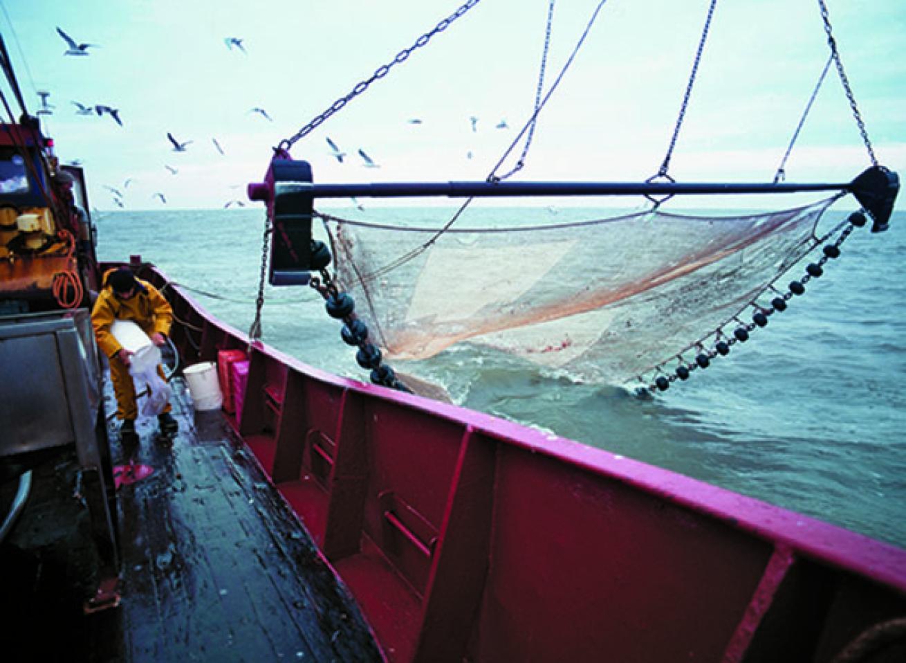 Shrimp Trawling
