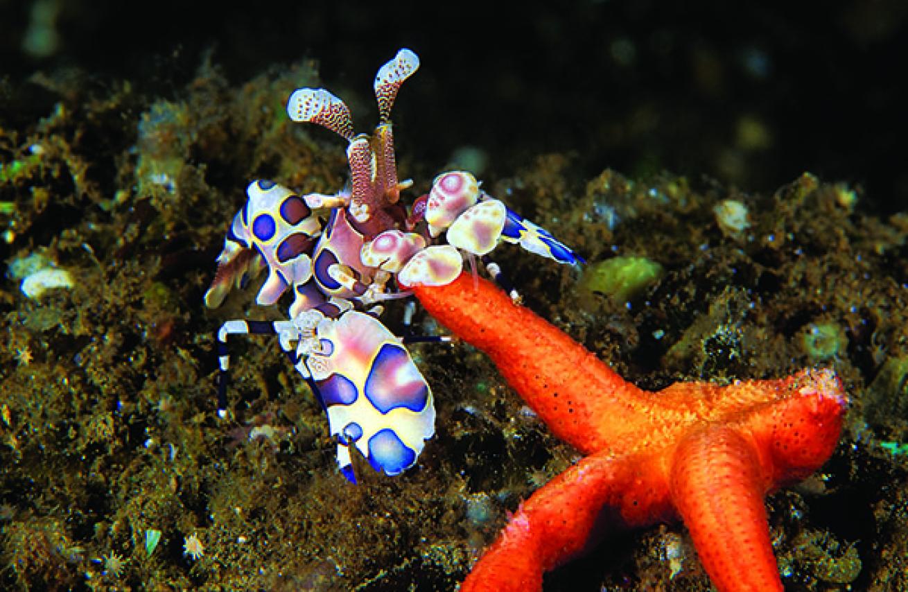 Harlequin Shrimp