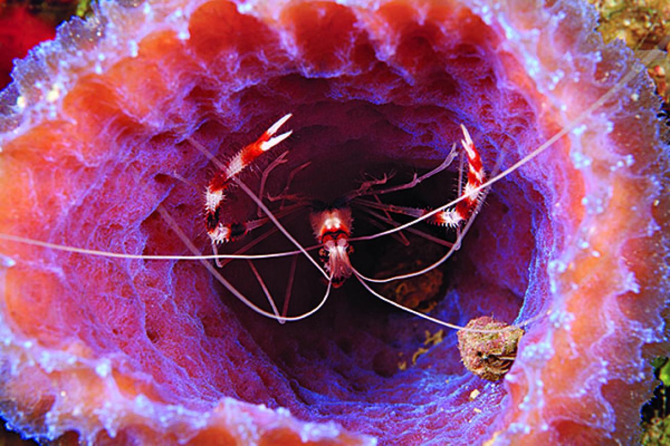 Indo-pacific Shrimp