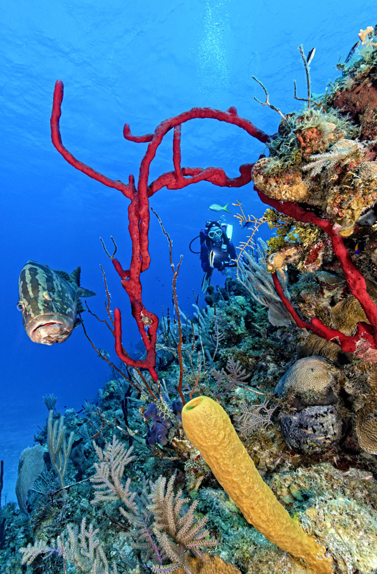 A diver explores the colorful reefscape alongside a curious Nassau grouper.