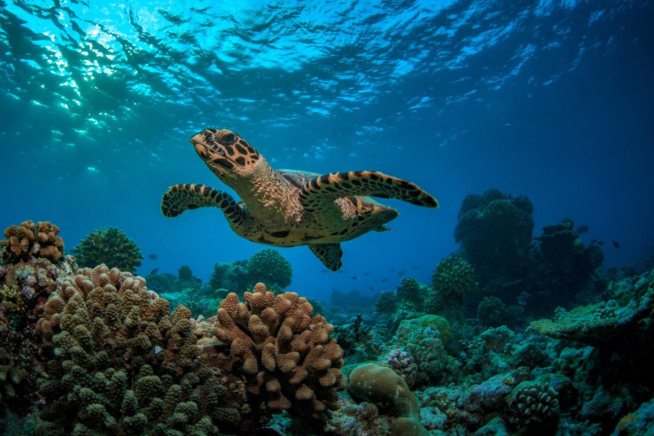 turtle diving seychelles