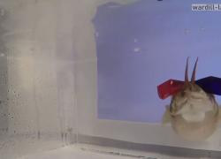 3D Glasses on Cuttlefish